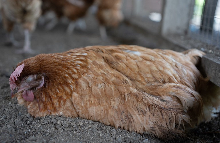 enteritis-in-chickens